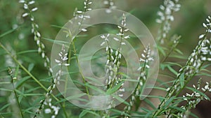 Polygala paniculata (Akar wangi, Jukut rindik, Sasapuan, Katumpang Lemah, Hierba del colico, Essence Fragile) photo