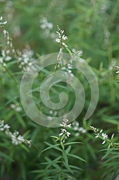 Polygala paniculata (Akar wangi, Jukut rindik, Sasapuan, Katumpang Lemah, Hierba del colico, Essence Fragile) photo