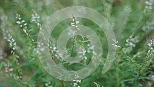 Polygala paniculata (Akar wangi, Jukut rindik, Sasapuan, Katumpang Lemah, Hierba del colico, Essence Fragile) photo