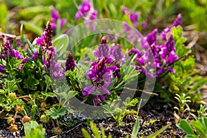 Polygala vulgaris, known as the common milkwort, is a herbaceous perennial plant of the family Polygalaceae. Polygala vulgaris photo