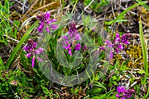 Polygala vulgaris, known as the common milkwort, is a herbaceous perennial plant of the family Polygalaceae. Polygala vulgaris photo