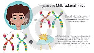 polygenic versus multifactorial genetic traits photo