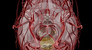 The polygon or circle of Willis is an anastomosis that supplies