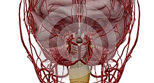 The polygon or circle of Willis is an anastomosis that supplies