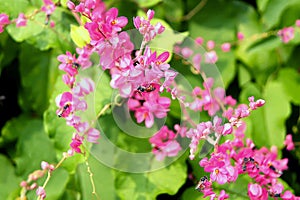 Polygonaceae in pink with bees flying around