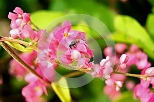 Polygonaceae in pink with bees flying around