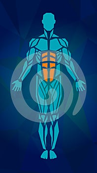 Polygonal anatomy of male muscular system