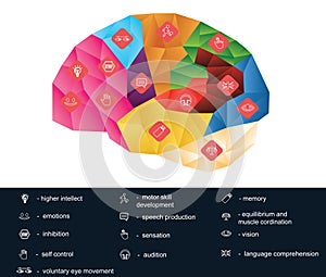 Polygonal brain function infografic