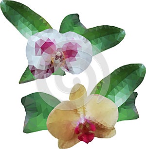 Polygonal orchids, flowers with leaves, isolated