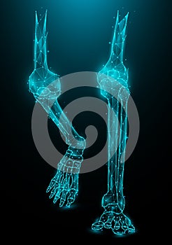 Polygonal vector illustration of leg bones on a dark blue background