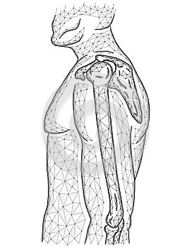 Polygonal vector illustration of shoulder and elbow joints, human body model