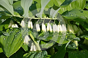 Polygonatum multiflorum after rain close-up