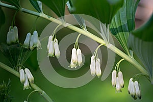 Polygonatum multiflorum, Solomon\'s seal white flowers closeup selective focus