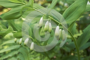 Polygonatum odoratum in bloom