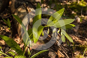 Polygonatum odoratum in the forest