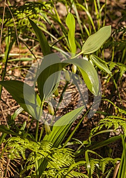 Polygonatum odoratum in the forest