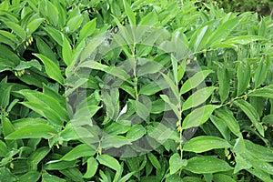 Polygonatum odoratum plants