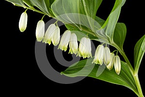 Polygonatum odoratum, Solomon`s seal or scented Solomon`s seal, isolated on black background