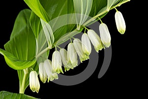 Polygonatum odoratum, Solomon`s seal or scented Solomon`s seal, isolated on black background