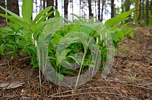 Polygonatum odoratum, Solomon`s seal or scented Solomon`s seal