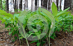 Polygonatum odoratum, Solomon`s seal or scented Solomon`s seal