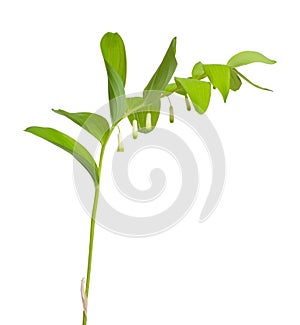 Polygonatum odoratum, Solomon`s seal or scented Solomon`s seal