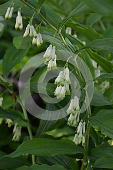 Polygonatum odoratum variegatum fragrant solomon`s seal