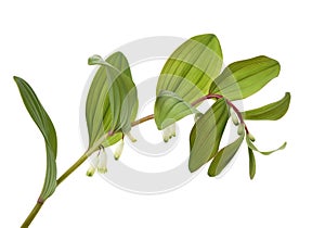 Polygonatum sibiricum