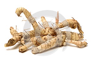 Polygonatum sibiricum