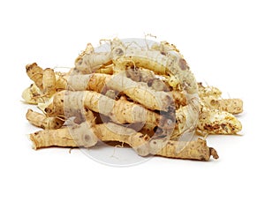 Polygonatum sibiricum