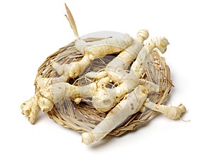 Polygonatum sibiricum