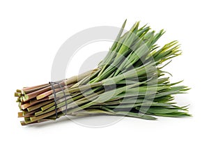 Polygonatum sibiricum