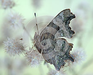 Polygonia c-album