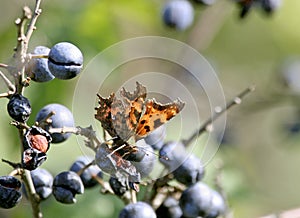 Polygonia c-album