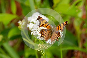 Polygonia c-album, the comma butterfly, feeding on Achillea millefolium flowers