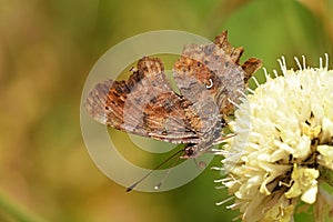 Polygonia c-album , The comma butterfly on flower