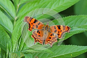 Polygonia c-album , The comma butterfly on green leaf