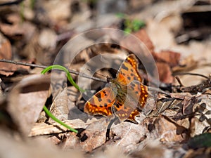Polygonia c-album, the comma butterfly perched on ground in early spring