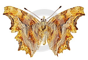 Polygonia egea photo