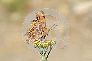 Polygonia egea , the southern comma butterfly , butterflies of Iran