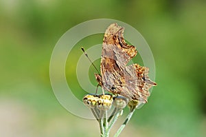 Polygonia egea , the southern comma butterfly on flower , butterflies of Iran photo