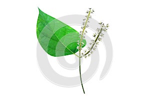 Polygonum