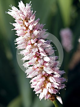 Polygonum photo