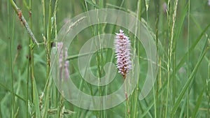 Polygonum bistorta.