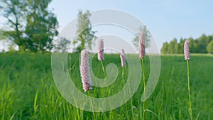 Polygonum bistorta officinalis or bistort pink plant with green leaves. Europe. Static.