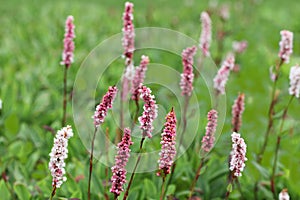 Polygonum caespitosum Flower