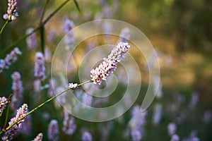 Polygonum careyi Carey`s Smartweed Purple flowers