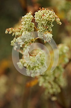 Polygonum cuspidatum