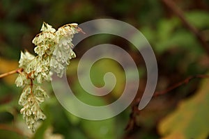 Polygonum cuspidatum