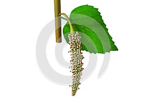 Polygonum photo